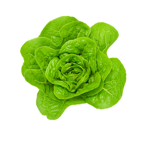 Organic Cos Lettuce