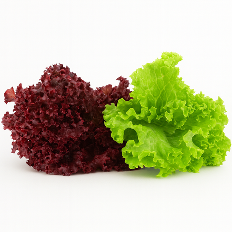 Green & Red Frilly Lettuce
