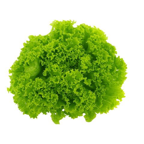 Green Frilly Lettuce