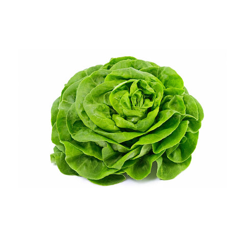 Butter Lettuce